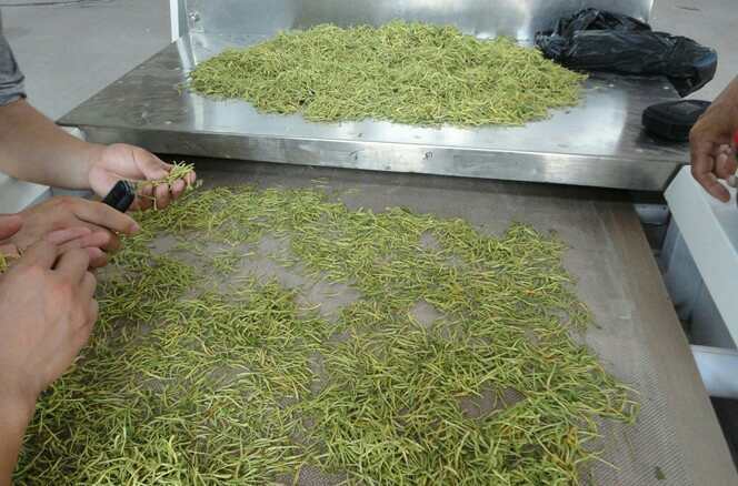 加工金银花，维护方便且坚固耐用的烘干流水线与多层烘干机怎么选
